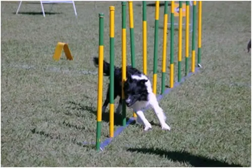 Cão fazendo o slalom em uma prova de Agility