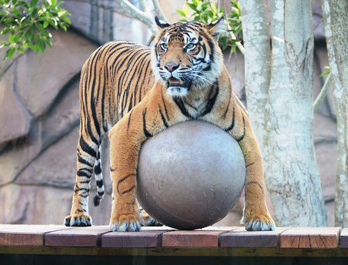 Tigre - Enriquecimento Ambiental