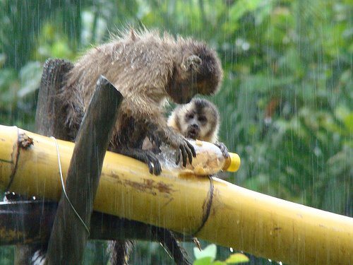 Enriquecimento Ambiental para macacos