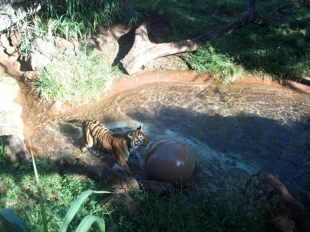 Enriquecimento Ambiental com bolas para tigres