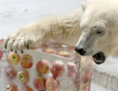 Maçãs congeladas - Enriquecimento Ambiental