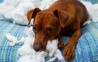 cão destruindo sofá