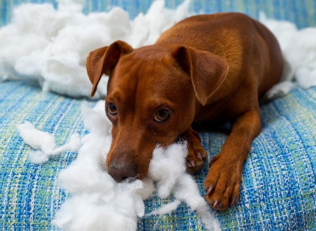 cão destruindo sofá