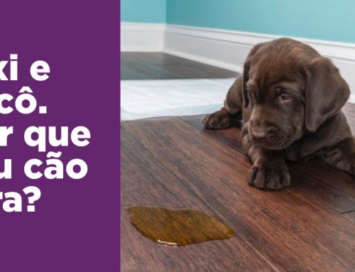 Seu cão faz xixi no lugar errado? Veja onde você está errando.